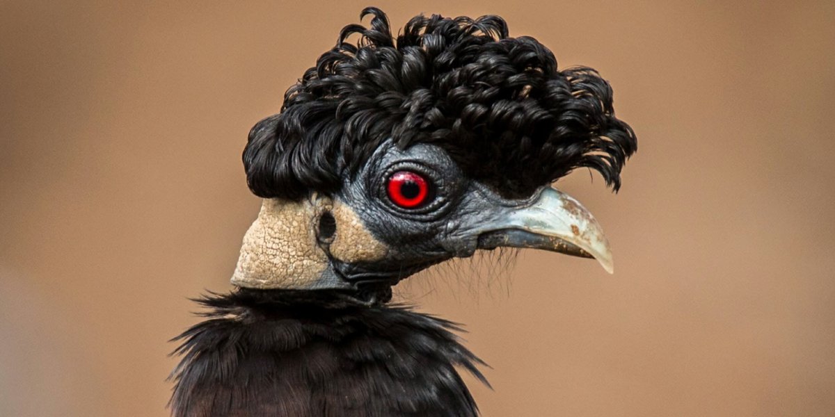 Хохлатая цесарка