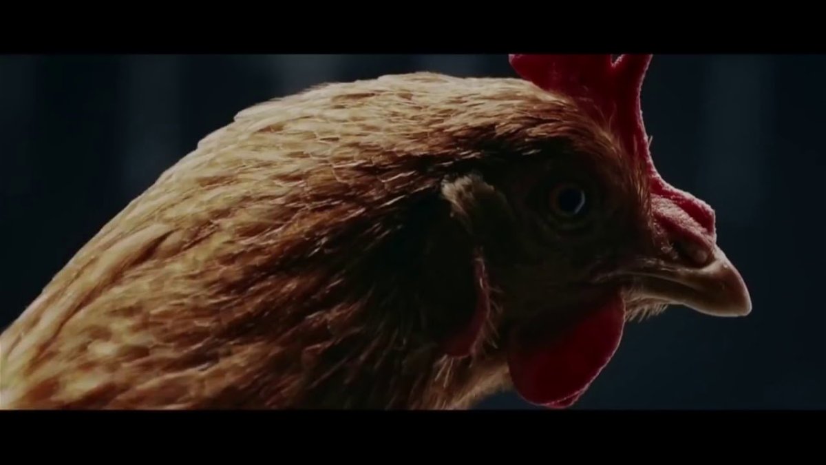 Курица из рекламы Мерседес