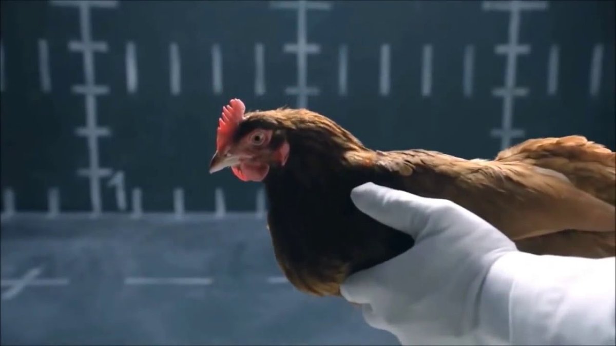 Реклама с курами